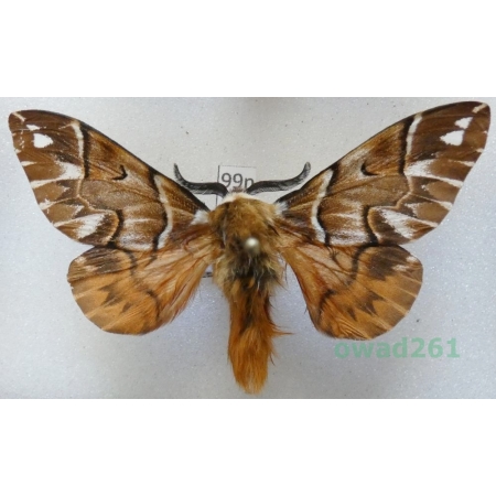 Endromis versicolora (Linnaeus, 1758) male Poland99n